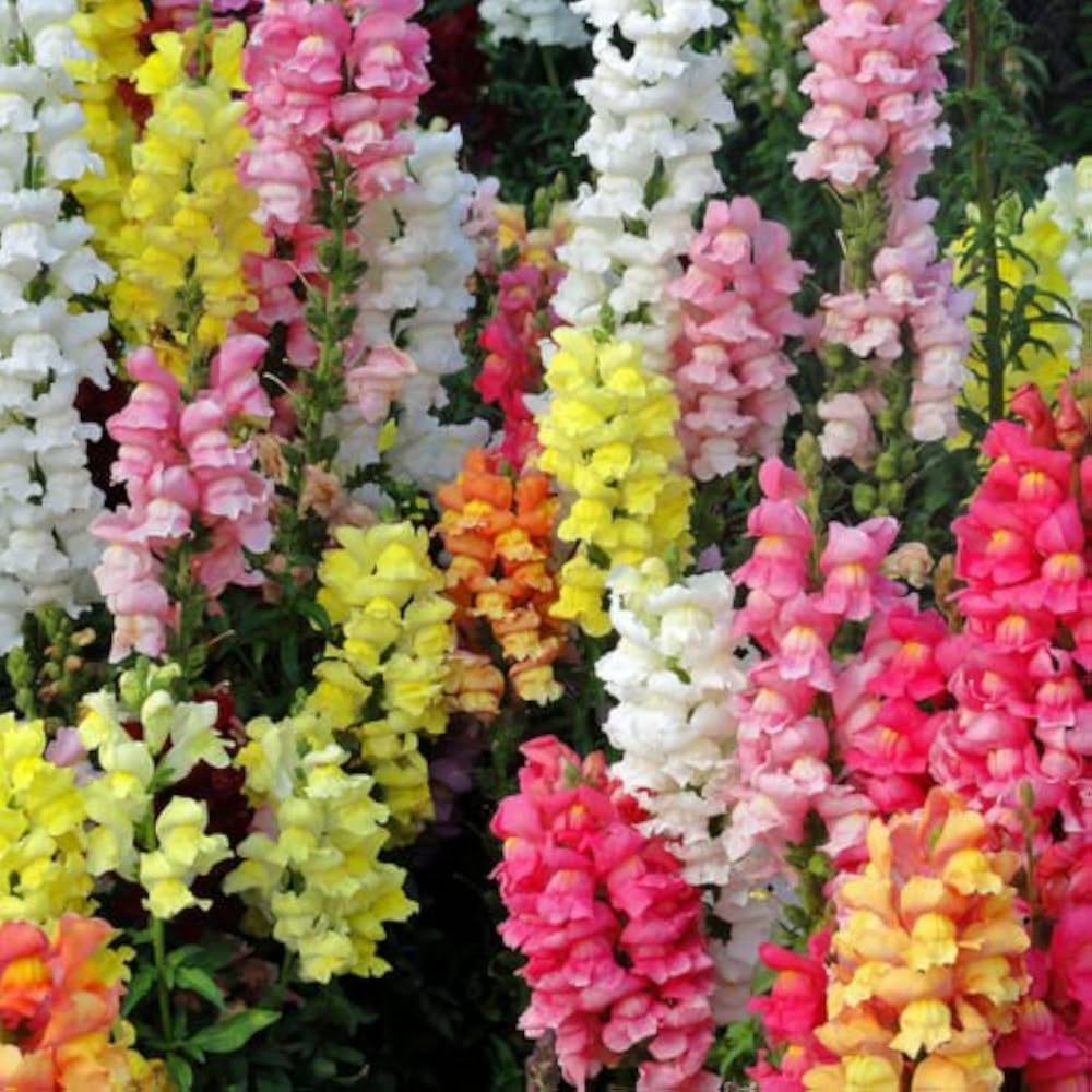 Antirrhinum Majus Flower seeds for Planting Drought Tolerant Heirloom & GMO Free Seeds for Home Garden