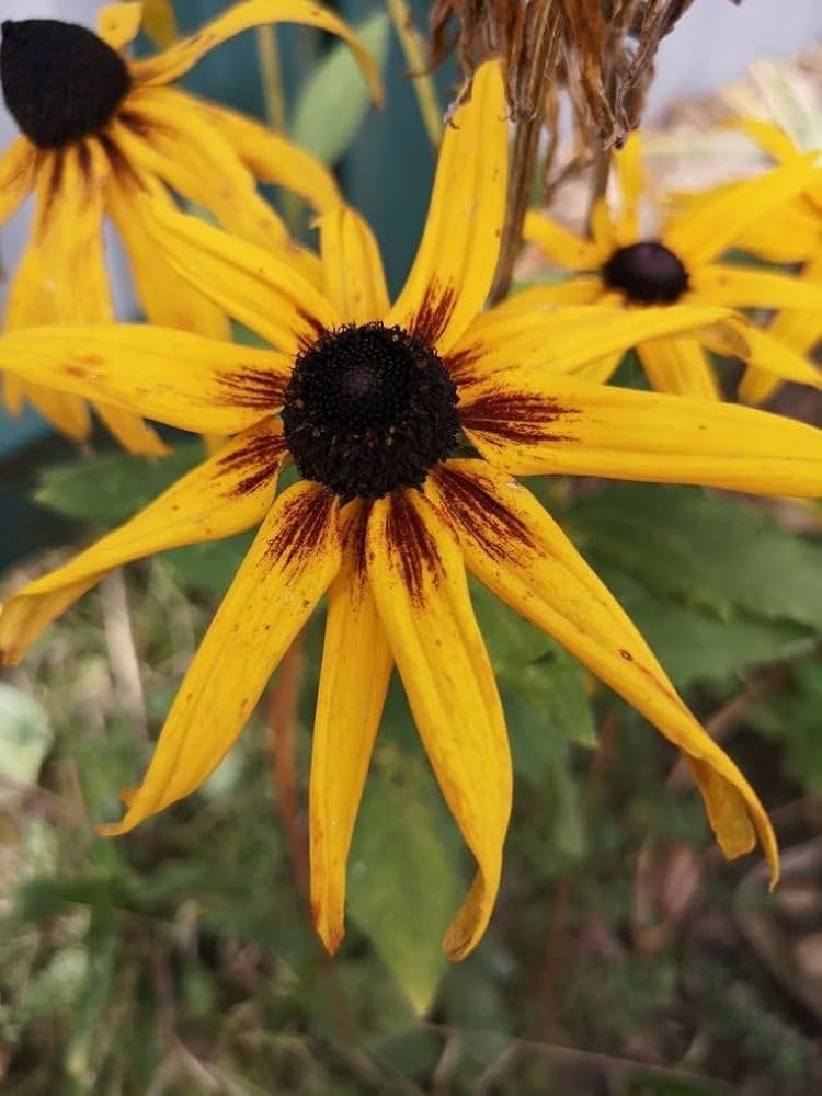 Premium Yellow ConeFlower seeds for Planting Colorful Display, Heirloom & GMO Free Seeds for Home Garden seeds
