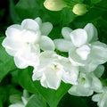 White Jasminoides Flower seeds for Planting Garden Favorite, Heirloom & GMO Free Seeds for Home Garden seeds for planting
