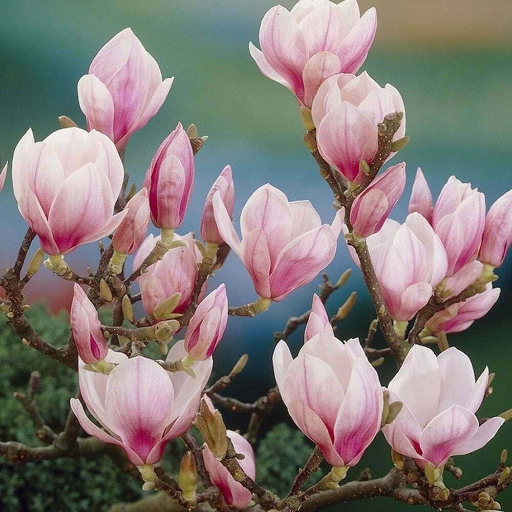 Light Pink Yulan Flower seeds for Planting Vibrant Colors, Heirloom & GMO Free Seeds for Home Garden vegetable and garden seeds