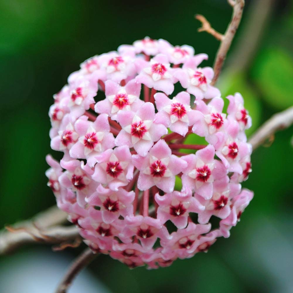 Hoya Carnosa Flower seeds for Planting Compact Growth, Heirloom & GMO Free Seeds for Home Garden seeds for planting