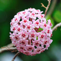Hoya Carnosa Flower seeds for Planting Compact Growth, Heirloom & GMO Free Seeds for Home Garden seeds for planting