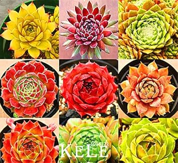 Mixed Sempervivum Flower seeds for Planting Pollinator Friendly, Heirloom & GMO Free Seeds for Home Garden vegetable and garden seeds