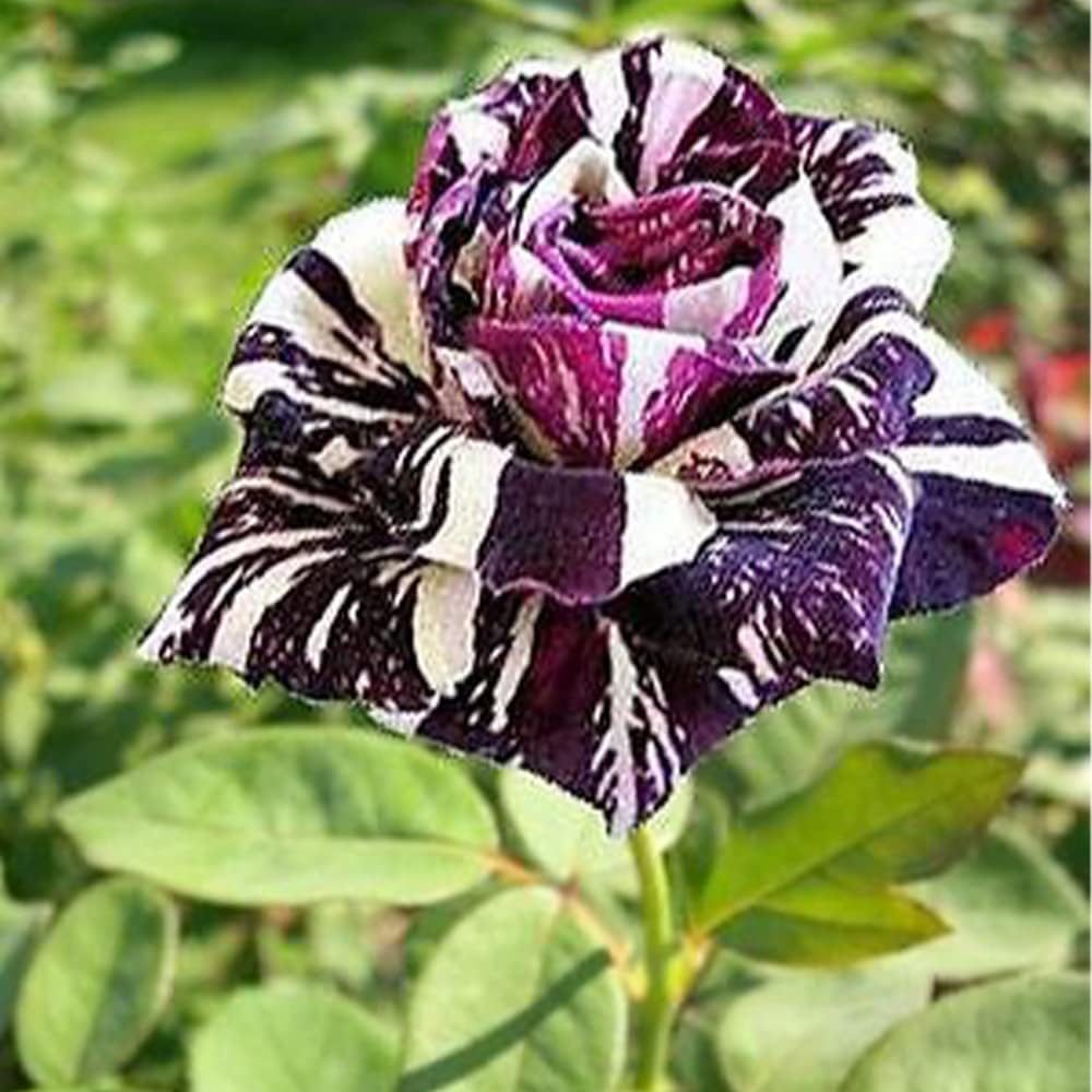Black Dragon Rose Flower Seeds for Planting – Heirloom, Non-GMO, Easy to Grow, Perennial