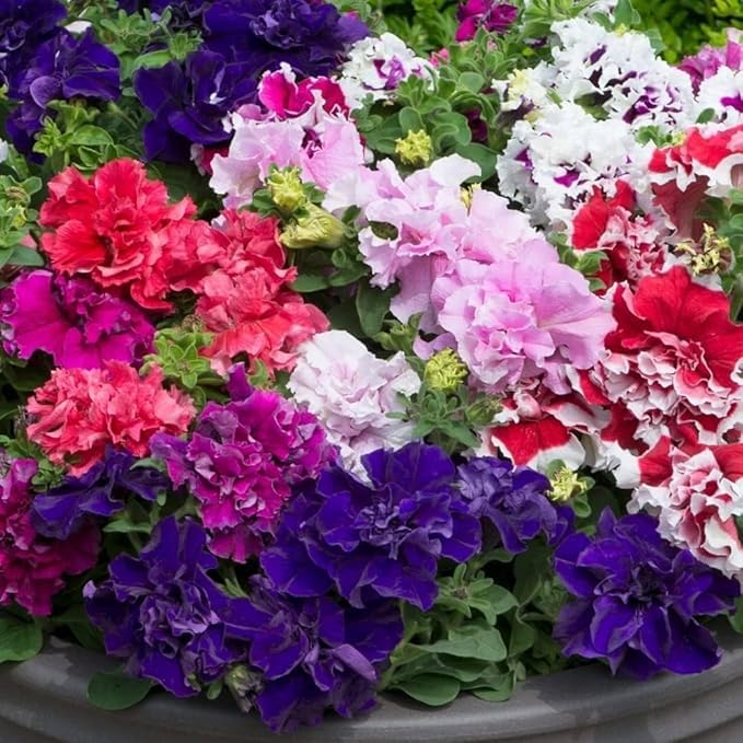 Heirloom Russian Petunia Flower seeds for Planting Low Maintenance Heirloom & GMO Free Seeds for Home Garden