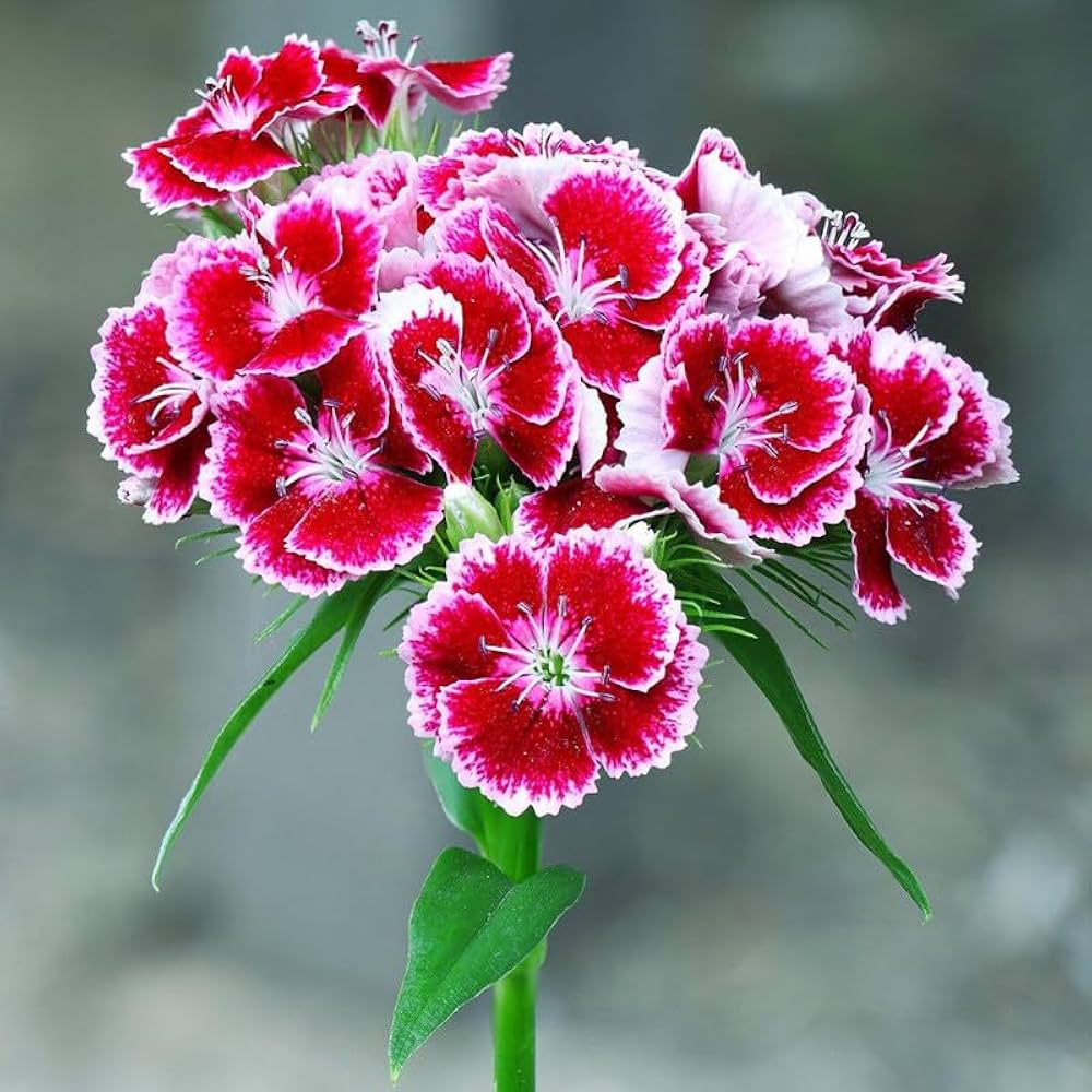 Premium Dianthus Flower seeds for Planting Low Maintenance, Heirloom & GMO Free Seeds for Home Garden seeds
