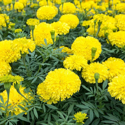 Marigold Flower seeds for Planting Shade Tolerant Heirloom & GMO Free Seeds for Home Garden