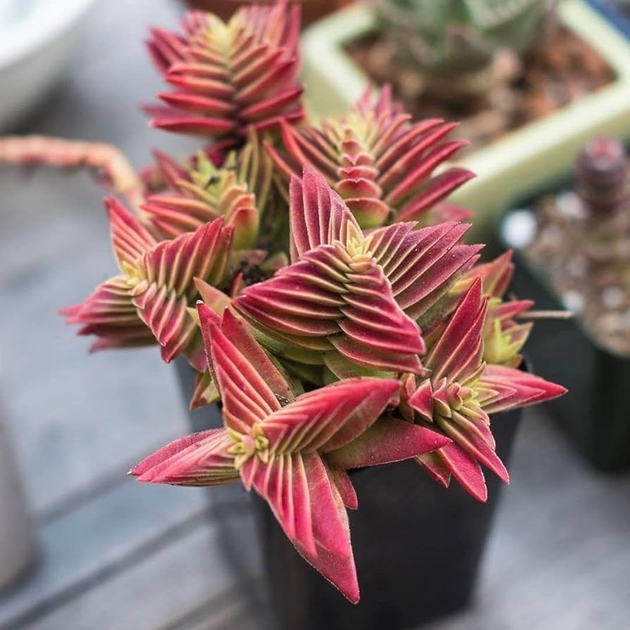 High quality Red Pagoda Flower seeds for Planting Seasonal Bloomer, Heirloom & GMO Free Seeds for Home Garden seeds pack