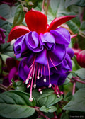 Purple Fuchsia Flower seeds for Planting Easy to Grow, Heirloom & GMO Free Seeds for Home Garden Sale seeds for planting