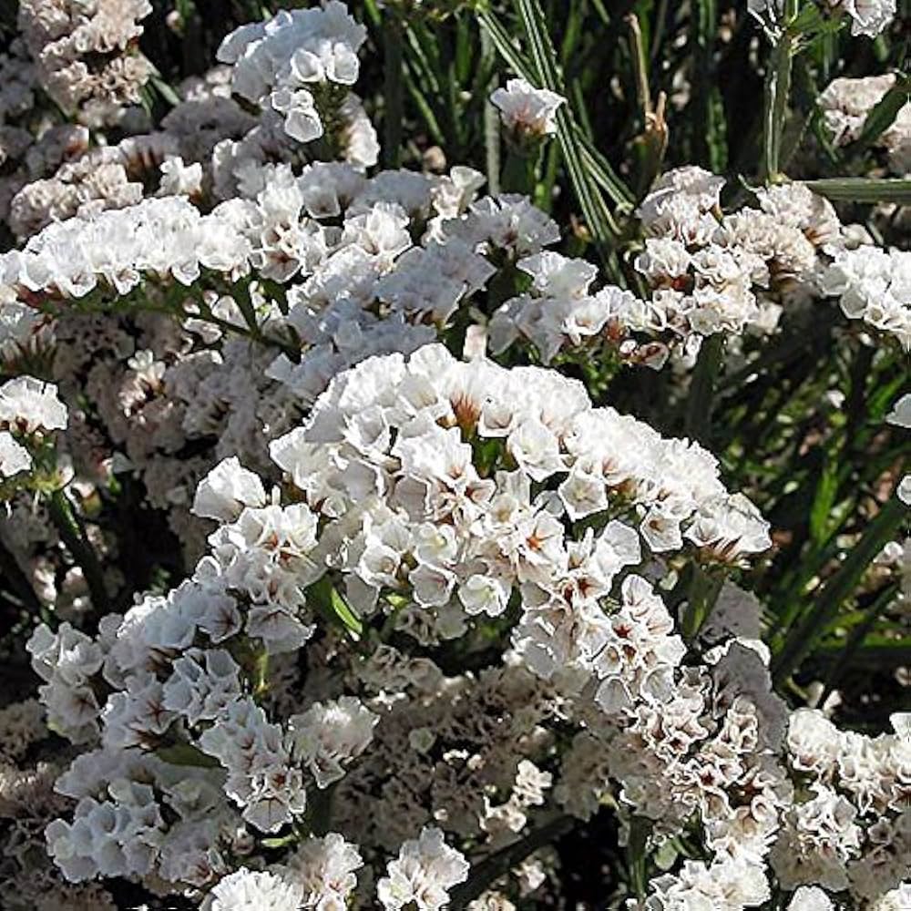 Premium Sea Lavender Flower seeds for Planting Pollinator Friendly, Heirloom & GMO Free Seeds for Home Garden seeds
