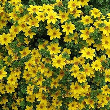 Yellow Bidens Flower seeds for Planting Low Maintenance, Heirloom & GMO Free Seeds for Home Garden seeds for planting