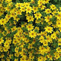 Yellow Bidens Flower seeds for Planting Low Maintenance, Heirloom & GMO Free Seeds for Home Garden seeds for planting