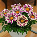 Purple Gazania Flower seeds for Planting Shade Tolerant, Heirloom & GMO Free Seeds for Home Garden seeds for planting