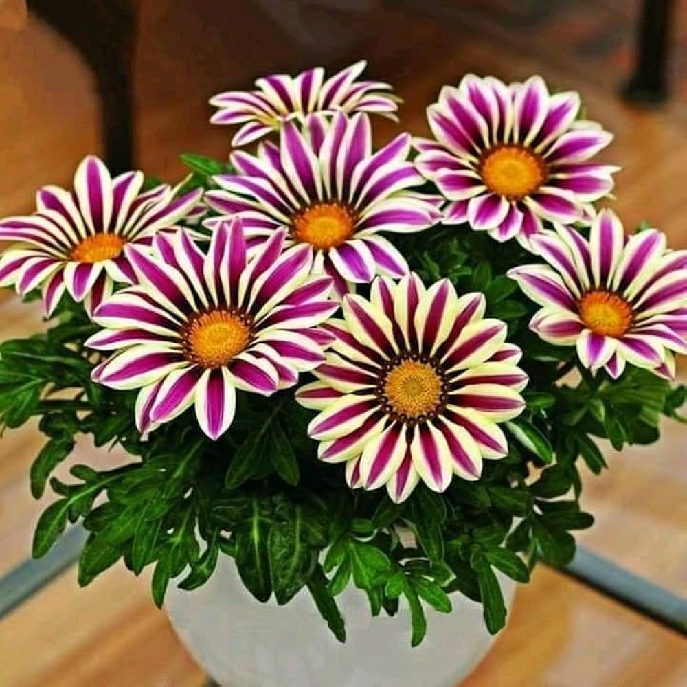 Purple Gazania Flower seeds for Planting Shade Tolerant, Heirloom & GMO Free Seeds for Home Garden seeds for planting
