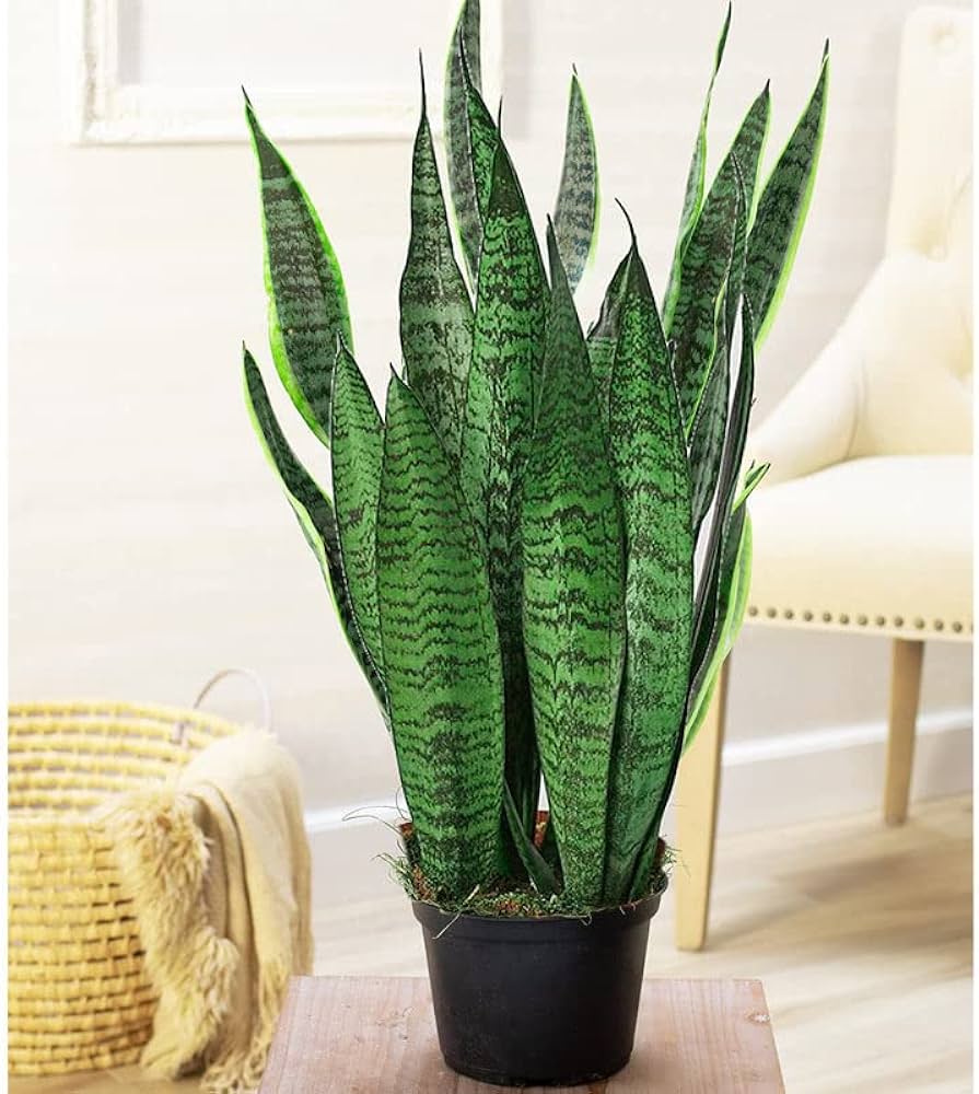 Sansevieria Planting Seeds Generic for Indoor Green