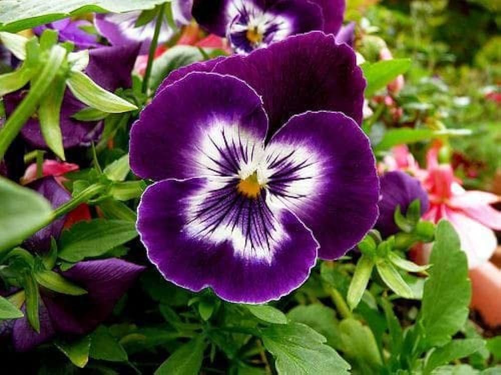 Wanchen Pansy Flower seeds for Planting Easy to Grow Heirloom & GMO Free Seeds for Home Garden