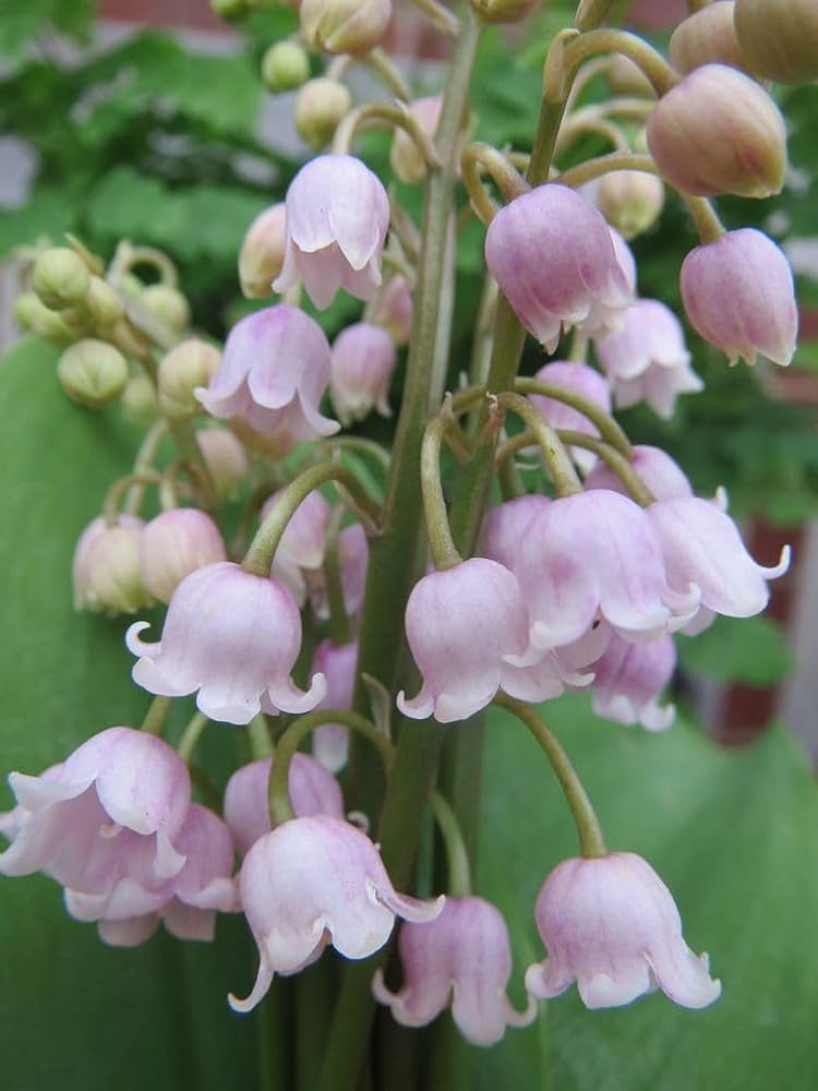 Pink Lily of the Valley Flower seeds for Planting - Wildflower Mix, Heirloom & GMO Free Seeds for Home Garden
