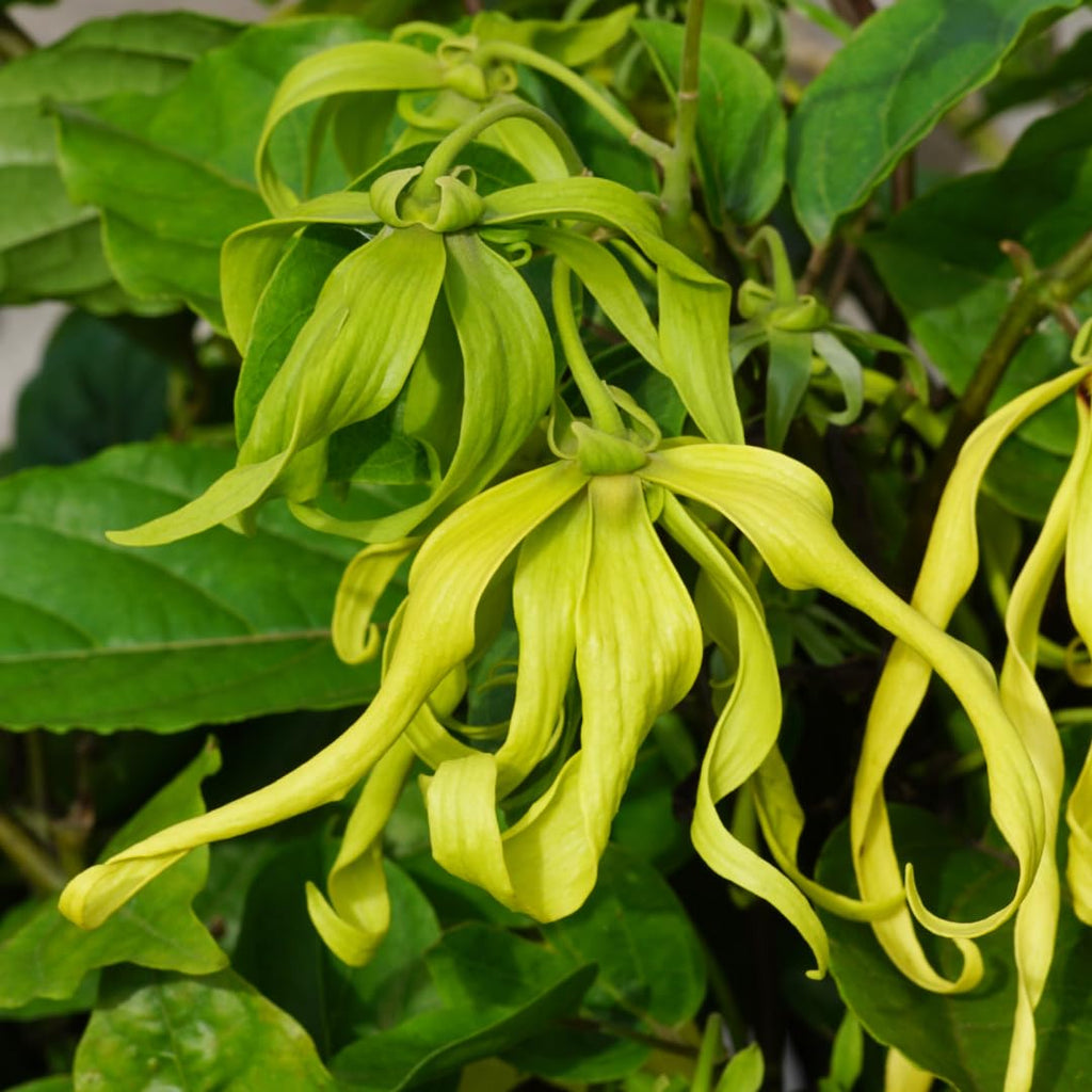 Ylang Flower seeds for Planting Premium Quality, Heirloom & GMO Free Seeds for Home Garden vegetable and garden seeds