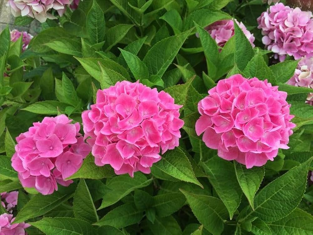 Pink Hydrangea Flower seeds for Planting Cottage Garden Essential, Heirloom & GMO Free Seeds for Home Garden vegetable and garden seeds