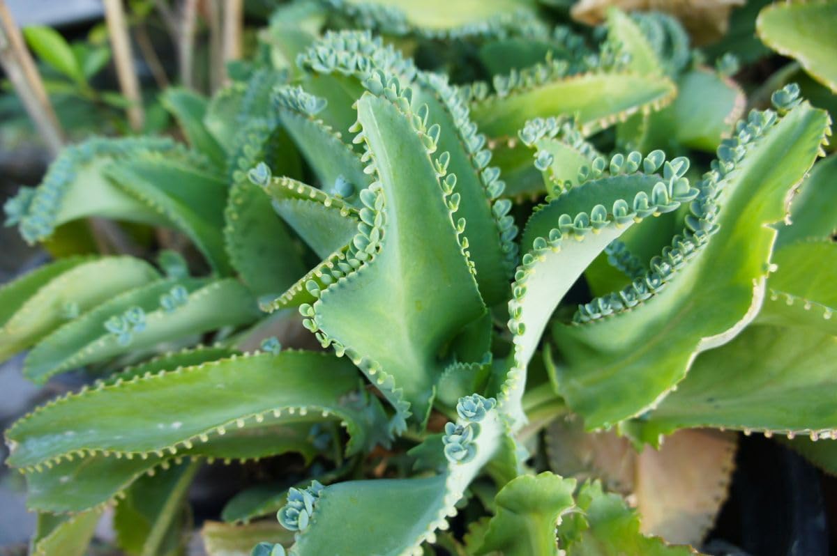 Kalanchoe Daigremontiana Flower seeds for Planting Pollinator Friendly, Heirloom & GMO Free Seeds for Home Garden vegetable and garden seeds