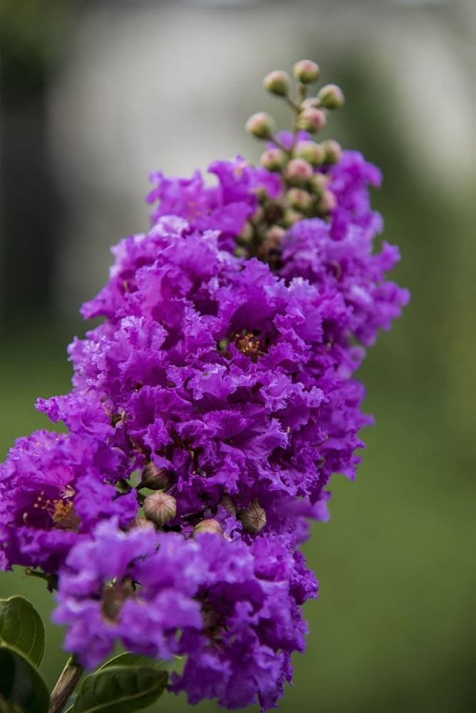 High quality Mixed Crepe Myrtle Flower seeds for Planting Bright Blooms, Heirloom & GMO Free Seeds for Home Garden seeds pack