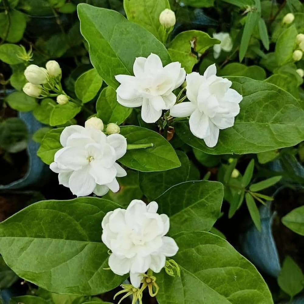 Mogra Flower seeds for Planting Premium Quality Heirloom & GMO Free Seeds for Home Garden