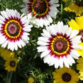 White Chrysanthemum Carinatum Flower seeds for Planting Fragrant Blossoms, Heirloom & GMO Free Seeds for Home Garden seeds for planting