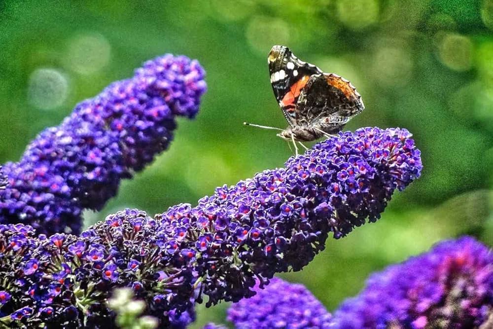 Buddleia Flower seeds for Planting Sun Loving, Heirloom & GMO Free Seeds for Home Garden vegetable and garden seeds
