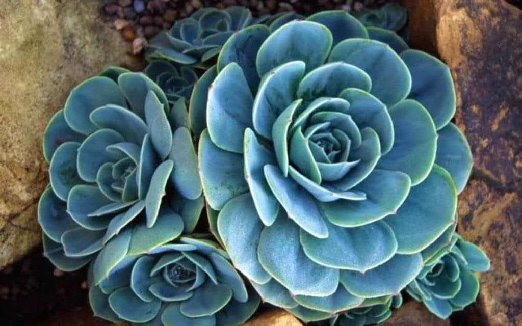 Sky Blue Succulent Flower seeds for Planting Drought Tolerant, Heirloom & GMO Free Seeds for Home Garden seeds for planting
