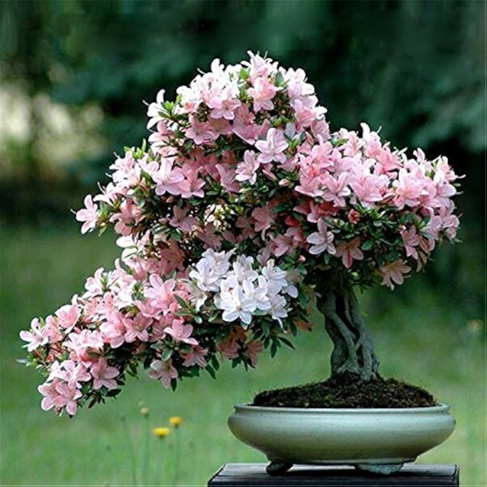 Bonsai Flower seeds for Planting Garden Favorite Heirloom & GMO Free Seeds for Home Garden