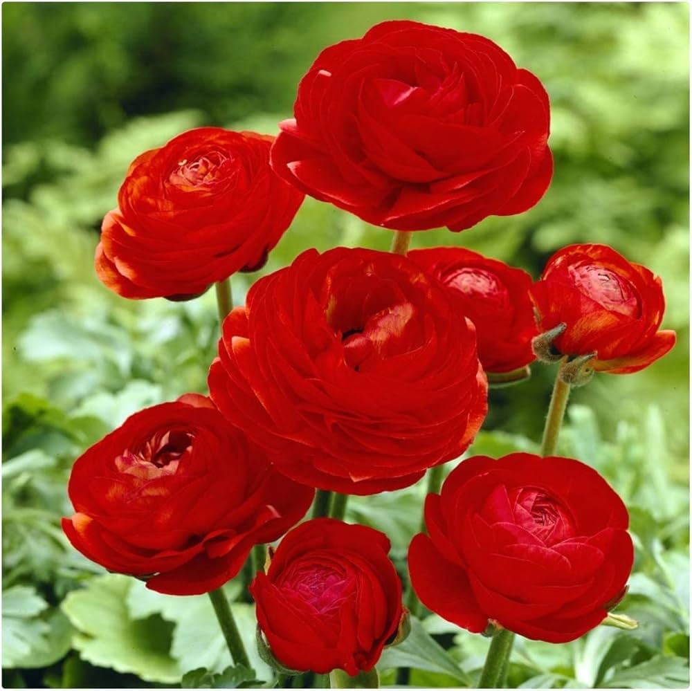 Red Ranunculus Flower seeds for Planting Compact Growth, Heirloom & GMO Free Seeds for Home Garden vegetable and garden seeds