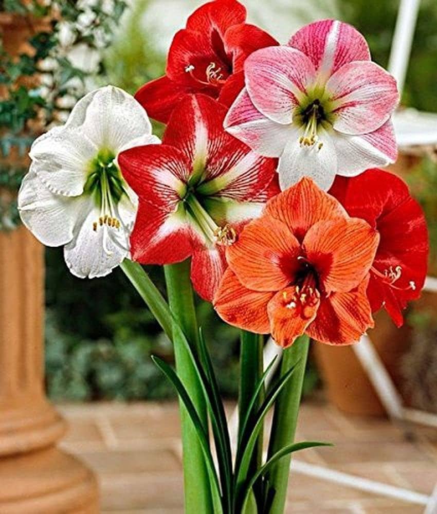 High quality White Pink Hippeastrum Rutilum Flower seeds for Planting Perfect for Borders, Heirloom & GMO Free Seeds for Home Garden seeds pack