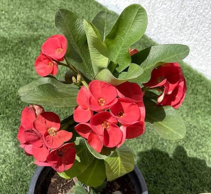 Milii Flower seeds for Planting - Wildflower Mix, Heirloom & GMO Free Seeds for Home Garden