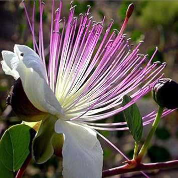 White Pink Capparis Spinosa Flower seeds for Planting Drought Tolerant, Heirloom & GMO Free Seeds for Home Garden seeds for planting