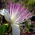 White Pink Capparis Spinosa Flower seeds for Planting Drought Tolerant, Heirloom & GMO Free Seeds for Home Garden seeds for planting