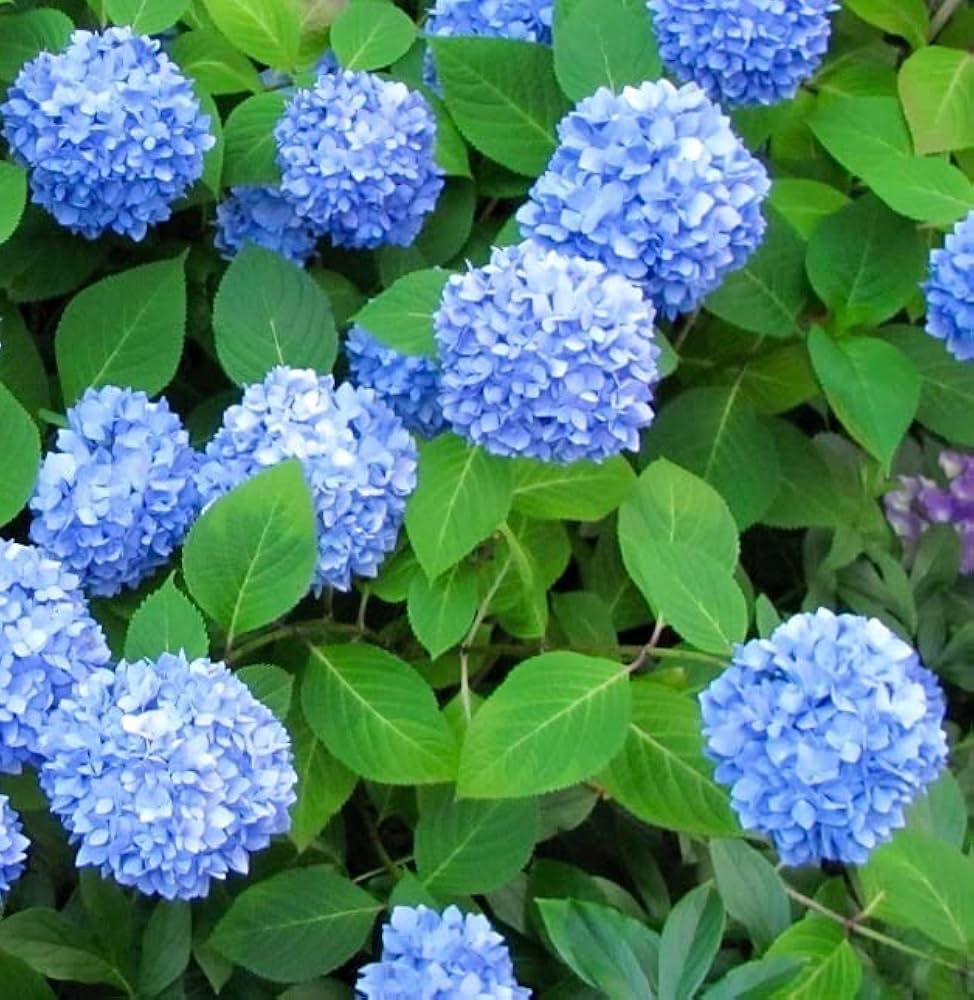 Blue Climbing Geranium Flower seeds for Planting Long Bloom Season, Heirloom & GMO Free Seeds for Home Garden vegetable and garden seeds