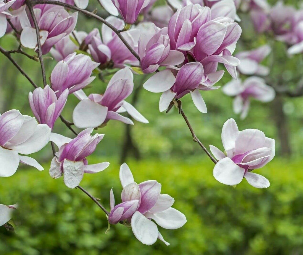 Premium Soulangeana Flower seeds for Planting Cottage Garden Essential, Heirloom & GMO Free Seeds for Home Garden seeds