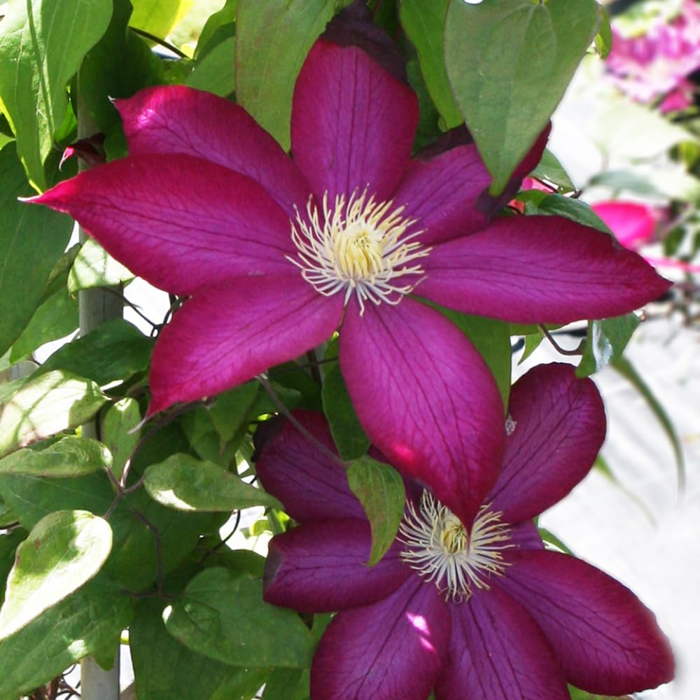 High quality Burgundy Clematis Flower seeds for Planting Perfect for Borders, Heirloom & GMO Free Seeds for Home Garden seeds pack