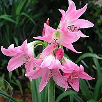 Crinum Flower seeds for Planting Fragrant Blossoms Heirloom & GMO Free Seeds for Home Garden