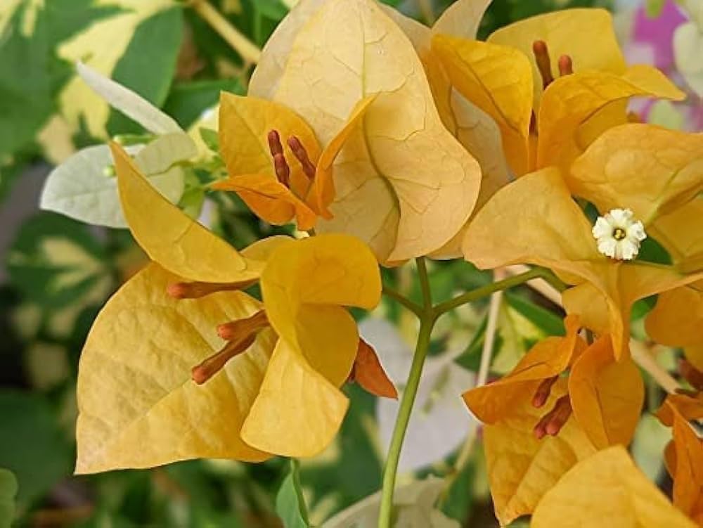 Light Yellow Bougainvillea Flower seeds for Planting Colorful Display Heirloom & GMO Free Seeds for Home Garden