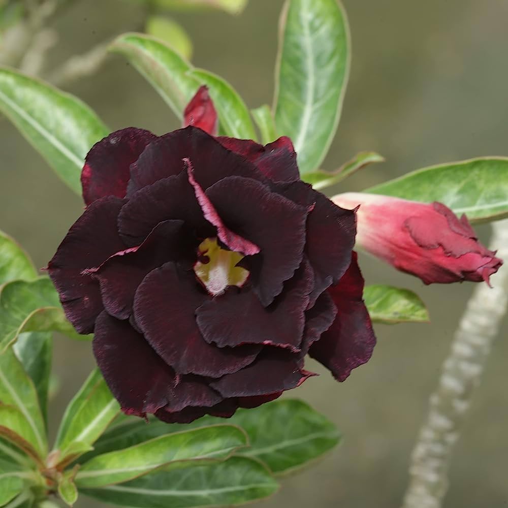Premium Dark Purple Adenium Obessum Flower seeds for Planting Shade Tolerant, Heirloom & GMO Free Seeds for Home Garden seeds