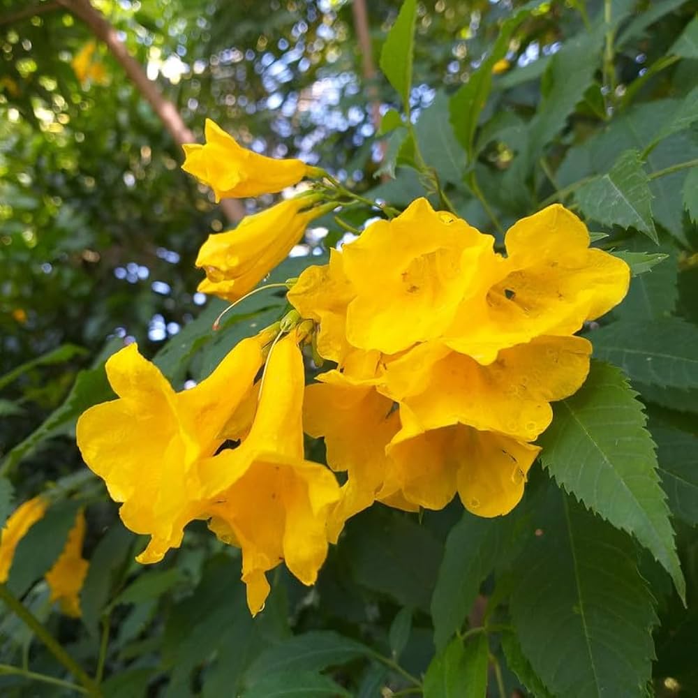 High quality Yellow Cape Honeysuckle Flower seeds for Planting Colorful Display, Heirloom & GMO Free Seeds for Home Garden seeds pack