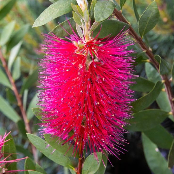 Pink Callistemon Violaceus Flower seeds for Planting Garden Favorite, Heirloom & GMO Free Seeds for Home Garden vegetable and garden seeds