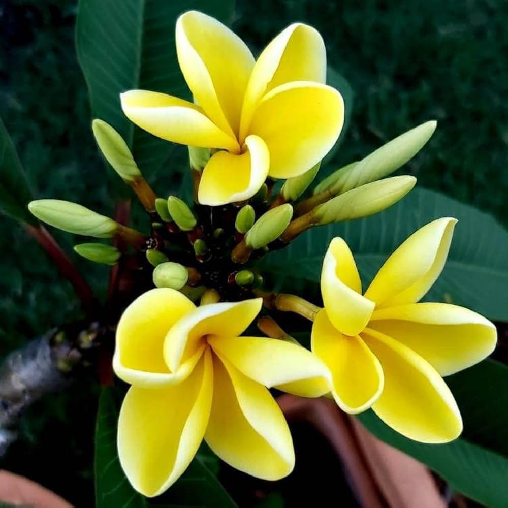 Premium Yellow Egg Flower seeds for Planting Hardy Variety, Heirloom & GMO Free Seeds for Home Garden seeds