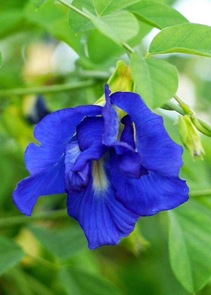 Clitoria Ternatea Flower seeds for Planting Sun Loving, Heirloom & GMO Free Seeds for Home Garden vegetable and garden seeds