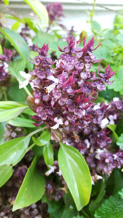 Ocimum (Ocimum Flower) seeds for planting in home garden