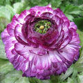 Purple White Ranunculus Flower seeds for Planting Hardy Variety, Heirloom & GMO Free Seeds for Home Garden seeds for planting