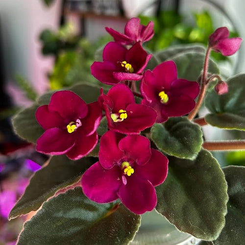 Burgundy Saintpaulia Flower seeds for Planting Vibrant Colors, Heirloom & GMO Free Seeds for Home Garden seeds for planting