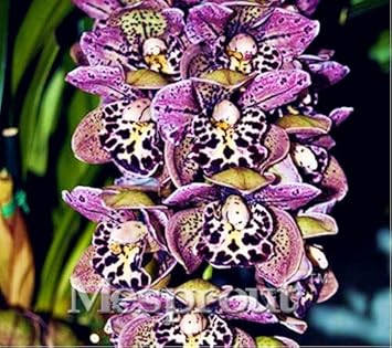 Mixed Cymbidium Orchid Flower seeds for Planting Colorful Display, Heirloom & GMO Free Seeds for Home Garden seeds for planting