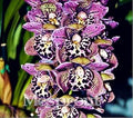 Mixed Cymbidium Orchid Flower seeds for Planting Colorful Display, Heirloom & GMO Free Seeds for Home Garden seeds for planting